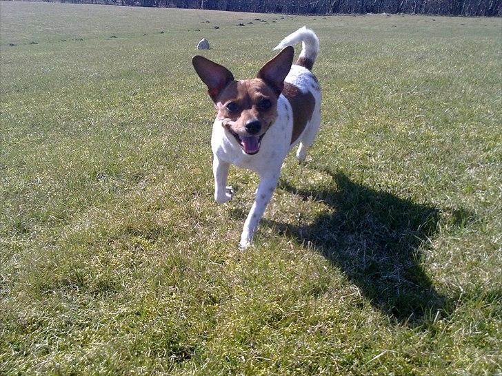 Dansk svensk gaardhund Daysi :-* ~ Delle ~  - © Foto: MM  billede 5