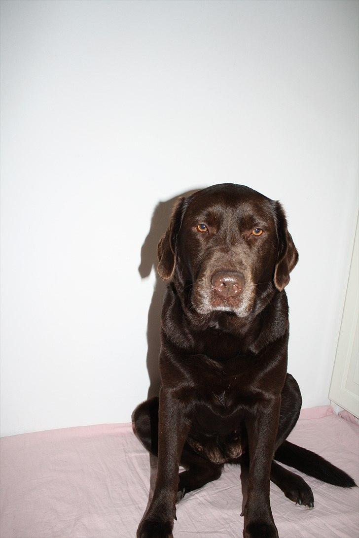 Labrador retriever Emma billede 4