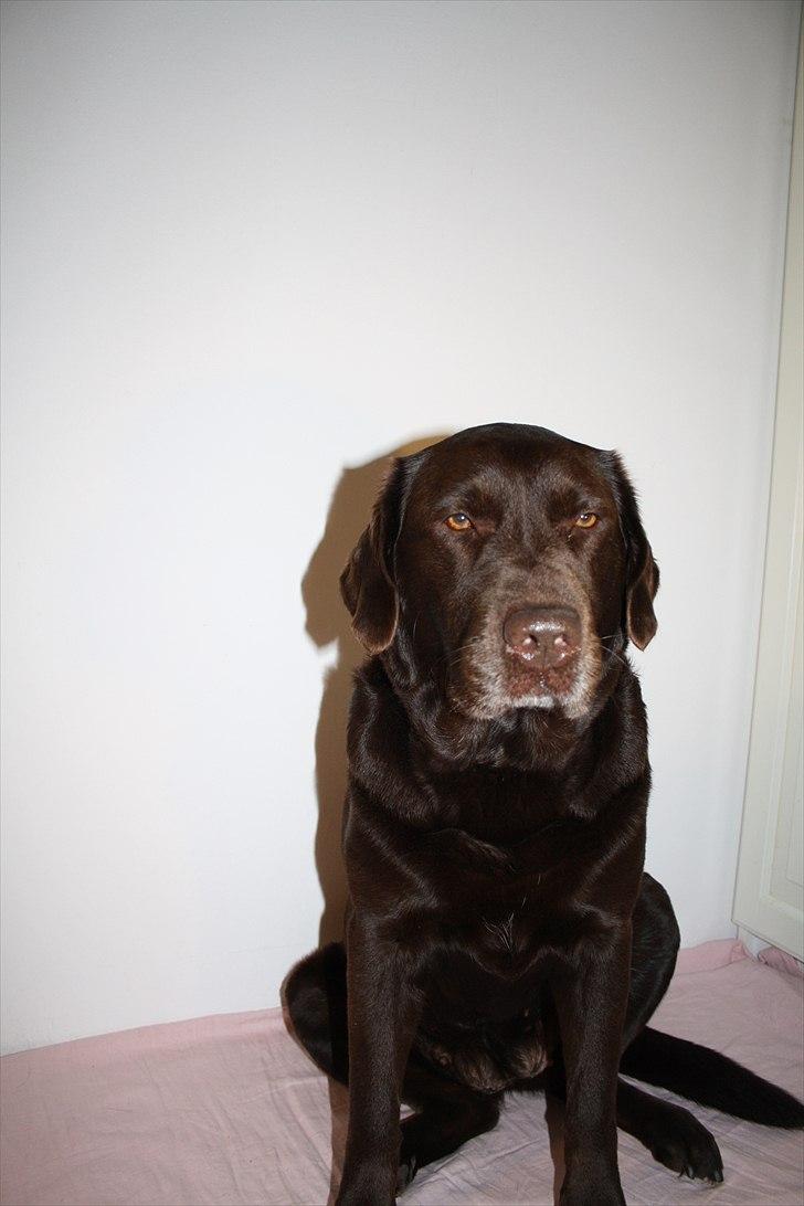 Labrador retriever Emma billede 5