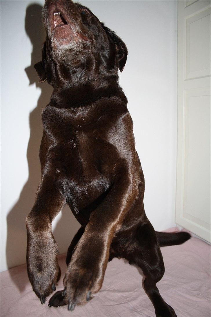 Labrador retriever Emma billede 6