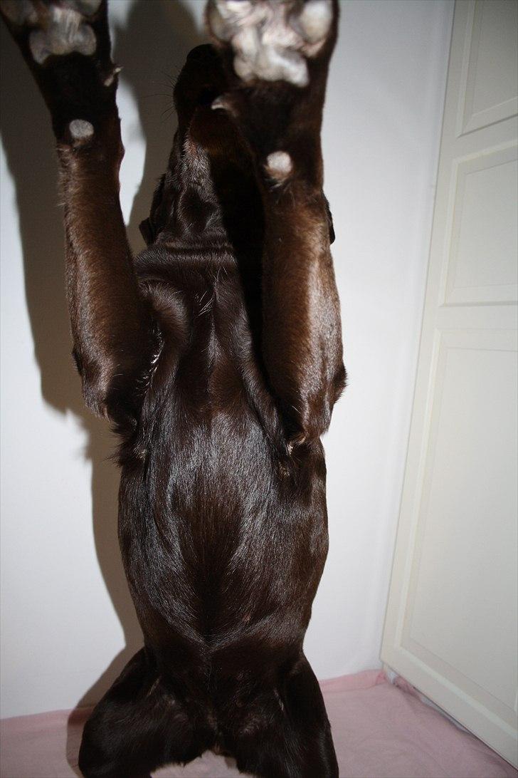 Labrador retriever Emma billede 7