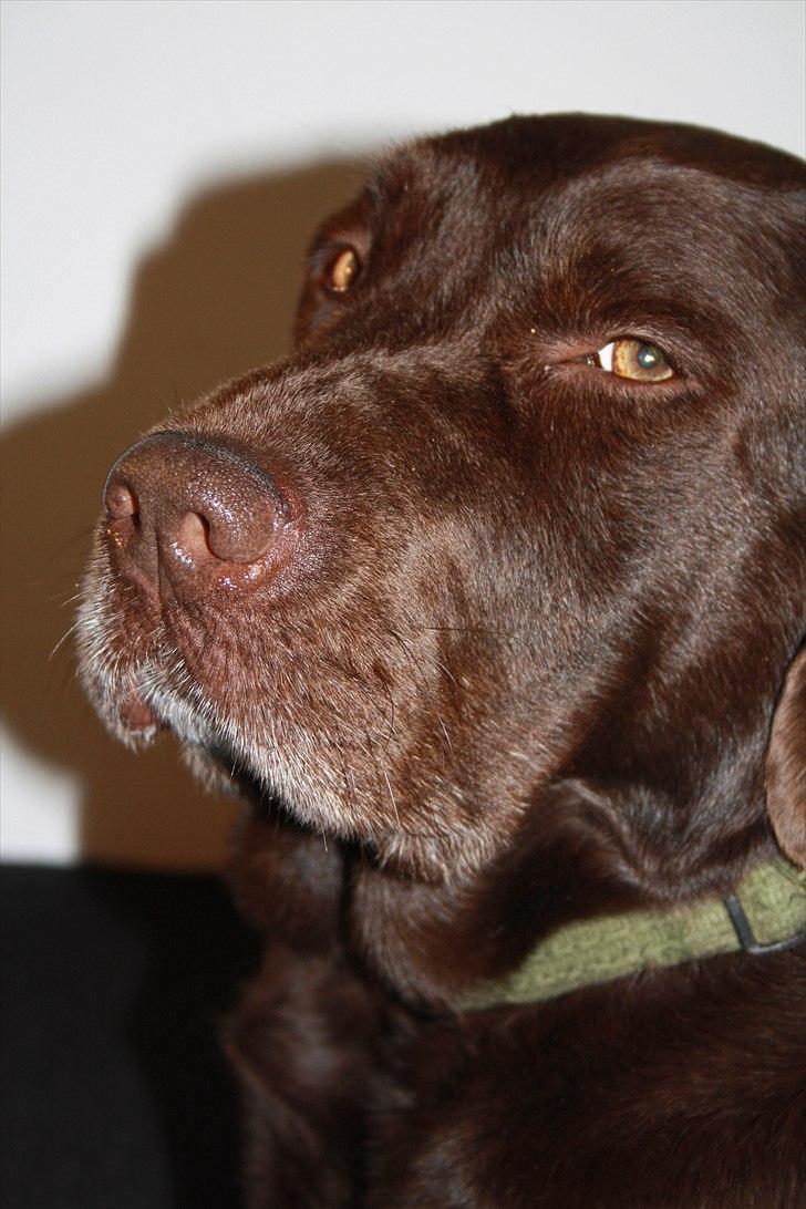 Labrador retriever Emma billede 8