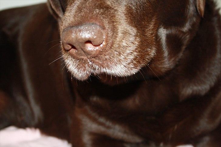 Labrador retriever Emma billede 9