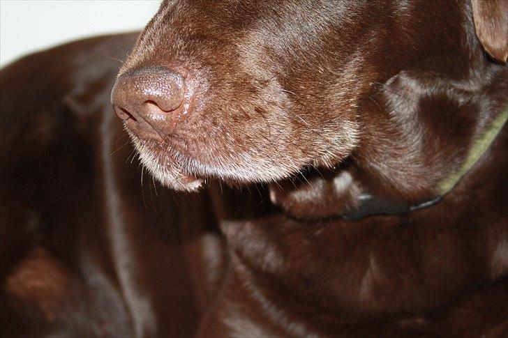 Labrador retriever Emma billede 10