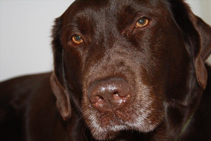 Labrador retriever Emma billede 11