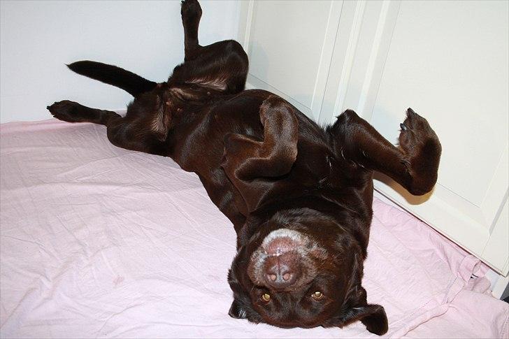 Labrador retriever Emma billede 12