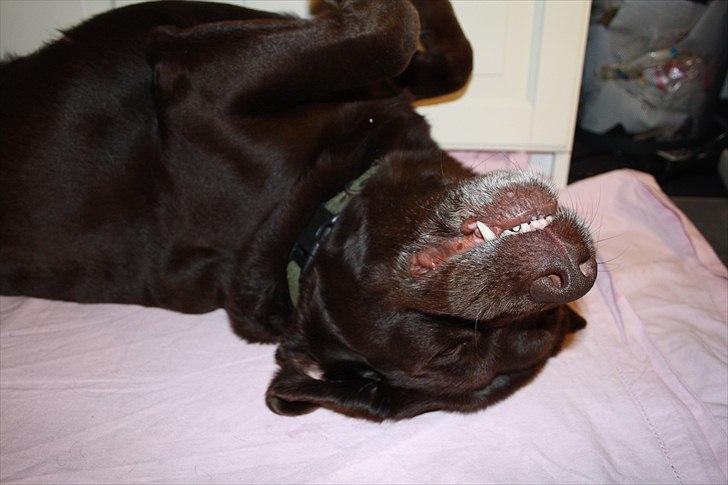 Labrador retriever Emma billede 13