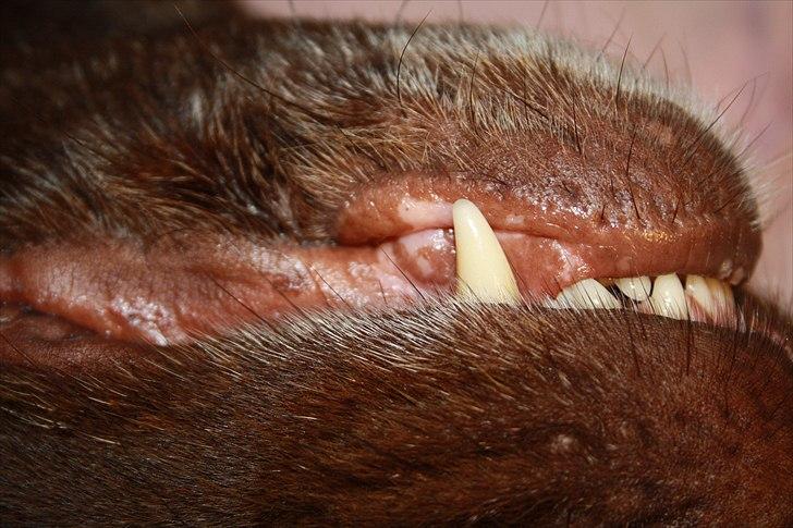 Labrador retriever Emma billede 14