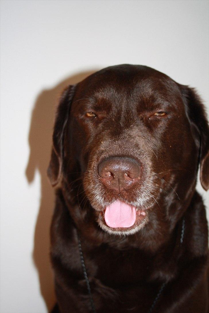 Labrador retriever Emma billede 15