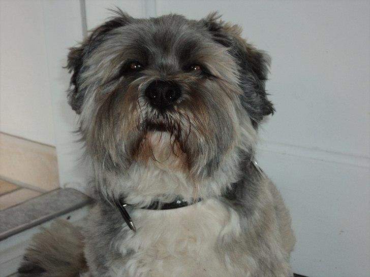 Lhasa apso Frido billede 3