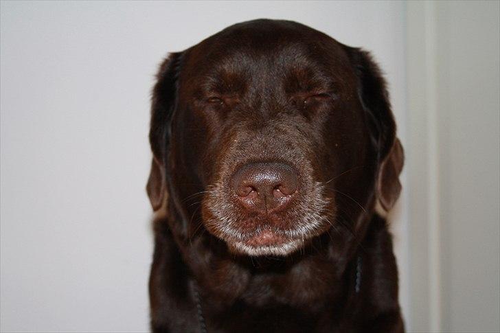 Labrador retriever Emma billede 16