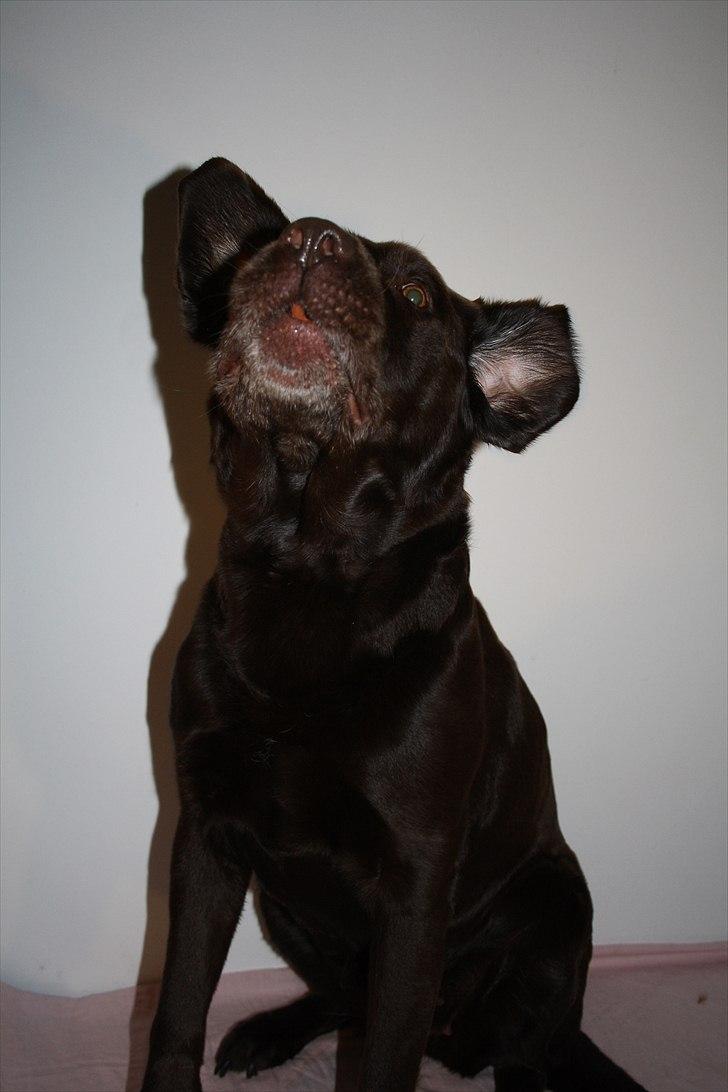 Labrador retriever Emma billede 17