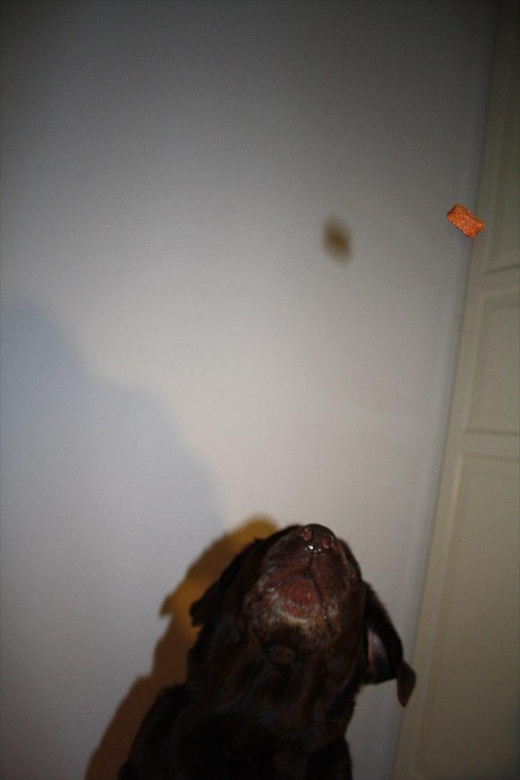 Labrador retriever Emma billede 18