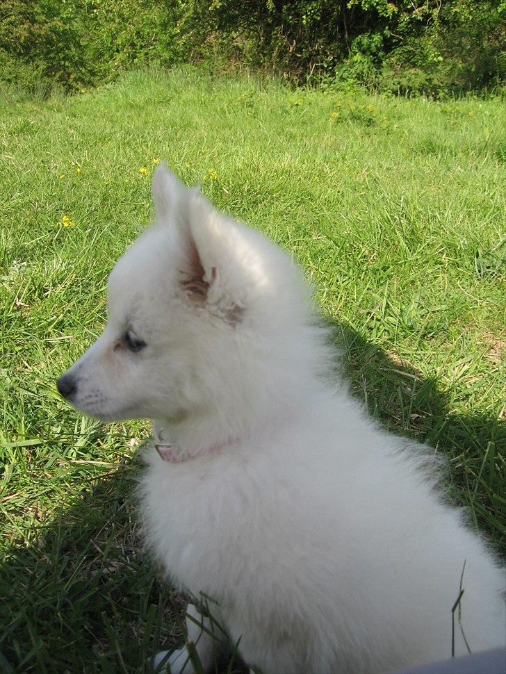 Japansk spids Sylvie Putput Rasmussen billede 17