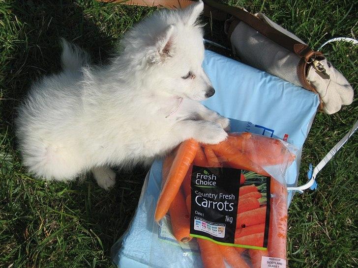 Japansk spids Sylvie Putput Rasmussen billede 20