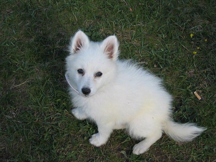 Japansk spids Sylvie Putput Rasmussen billede 16