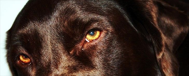 Labrador retriever Emma - Synes selv, at hun har de smukkeste ravøjne! billede 19