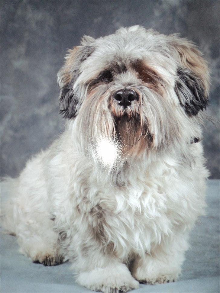 Lhasa apso Frido - foto taget til konkurrence billede 4