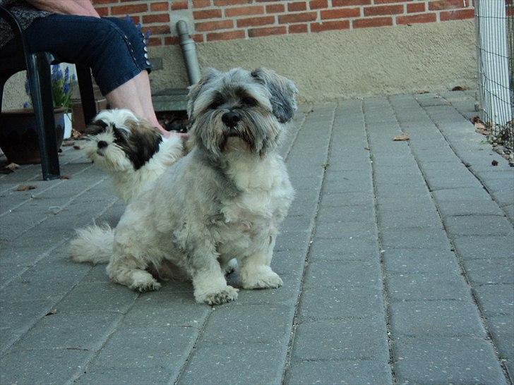 Lhasa apso Frido billede 6