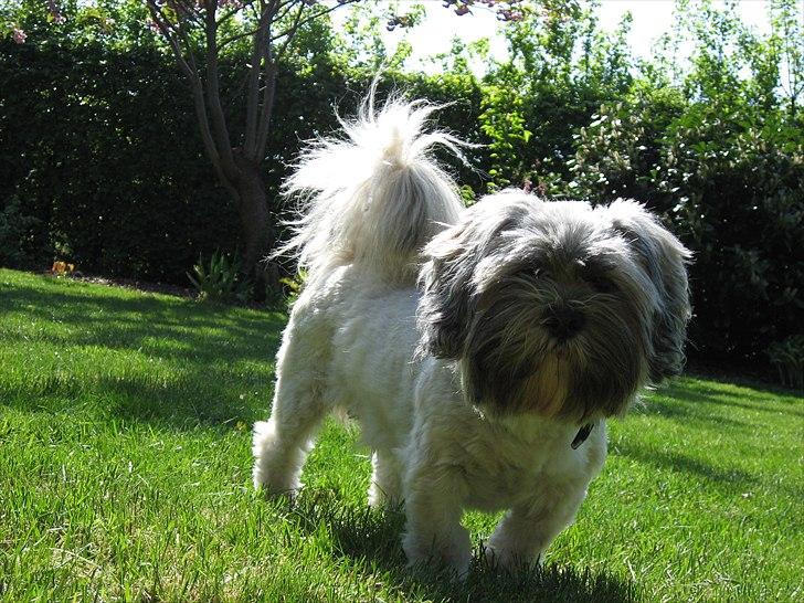 Lhasa apso Frido billede 5