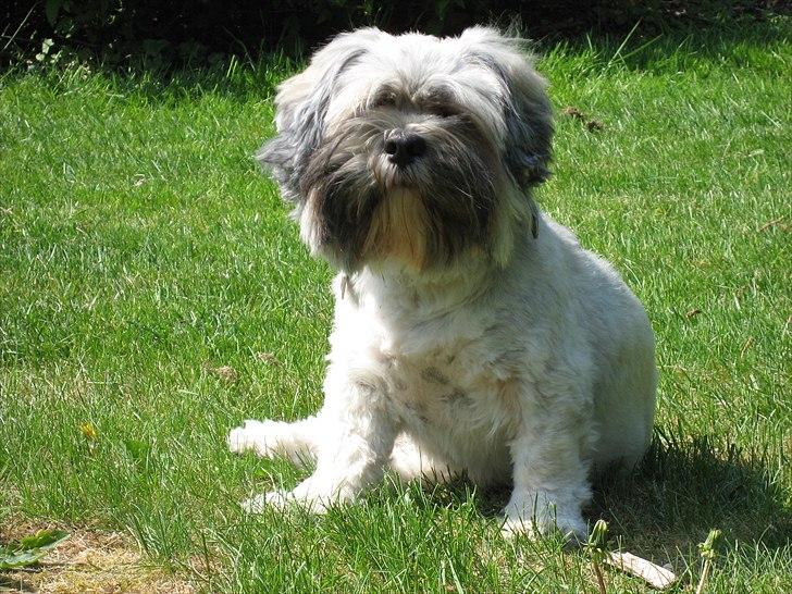 Lhasa apso Frido billede 7