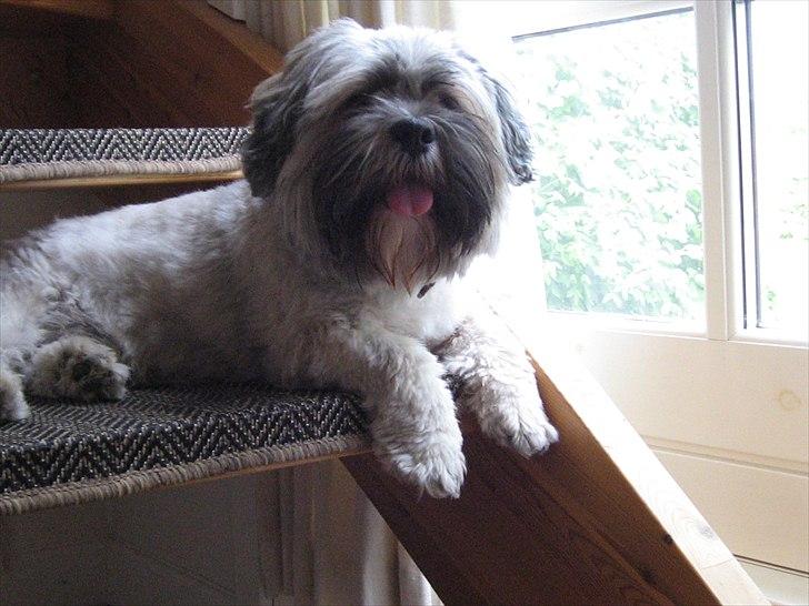 Lhasa apso Frido billede 11