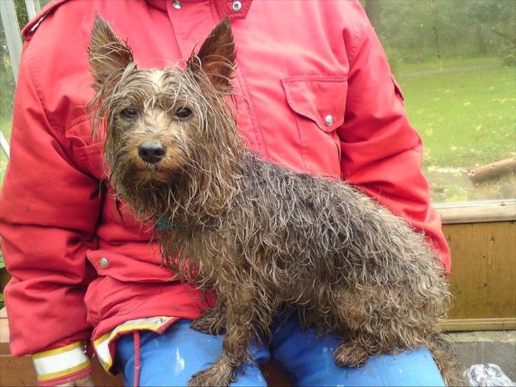 Yorkshire terrier Popay <3   - © Foto: Winni billede 2