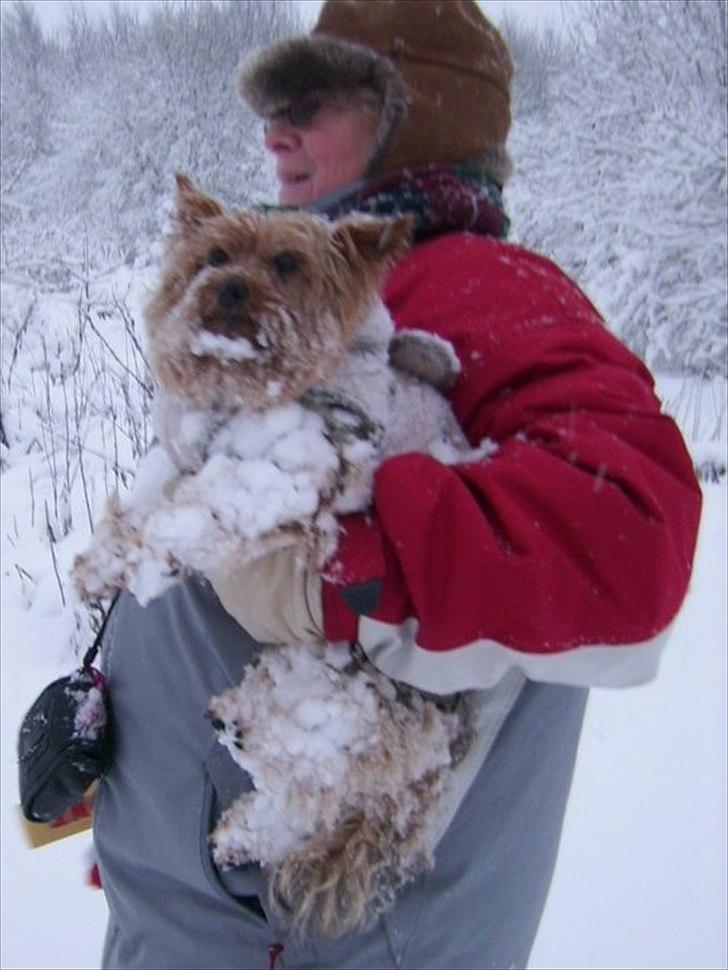 Yorkshire terrier Popay <3   - © Foto: Winni billede 3