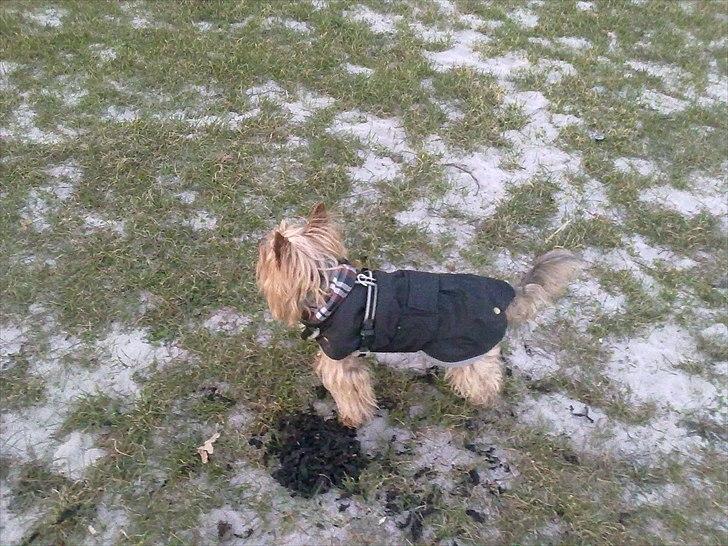 Yorkshire terrier Popay <3   - © Foto: Melissa billede 5