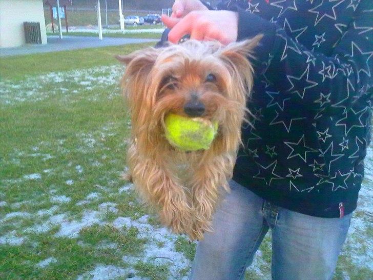 Yorkshire terrier Popay <3   - © Foto: Melissa billede 6