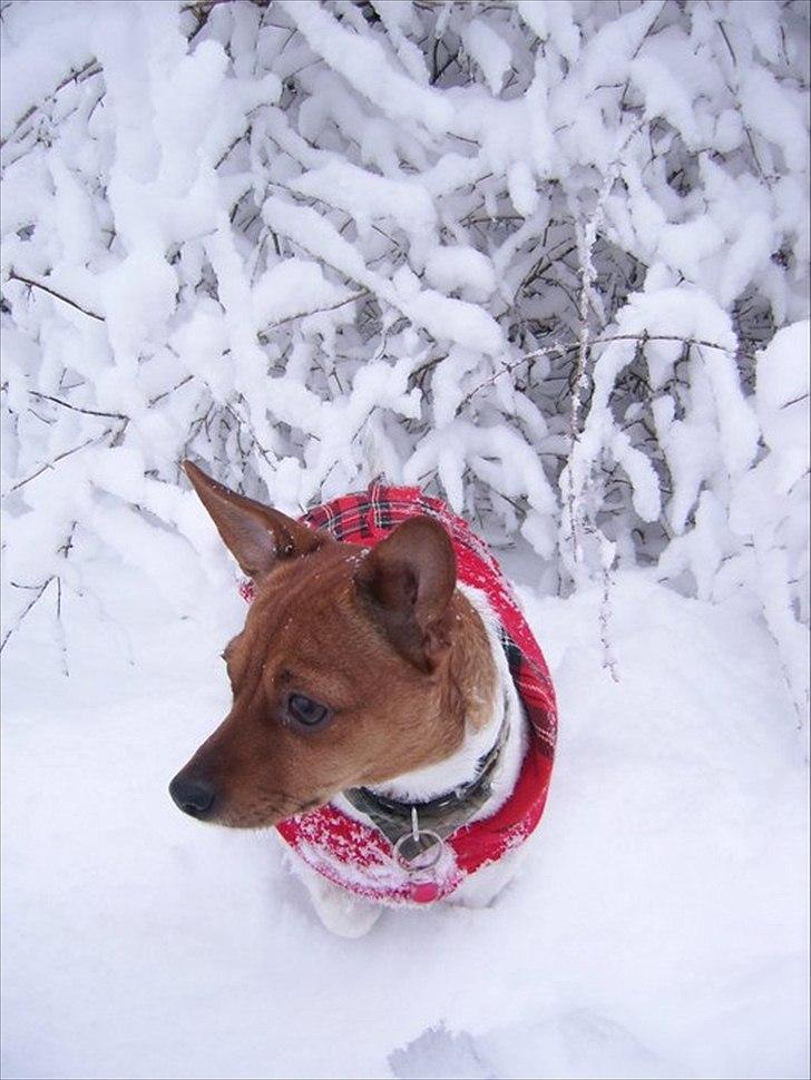 Dansk svensk gaardhund Daysi :-* ~ Delle ~  - © Foto: Winni Petersen billede 11