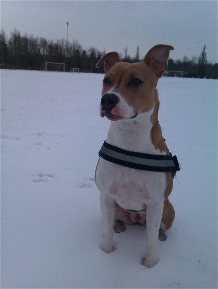 Blanding af racer aya(amstaff/ambull) billede 15
