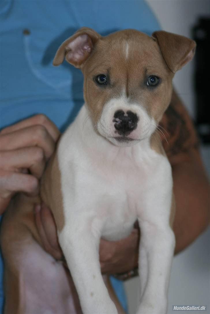 Blanding af racer aya(amstaff/ambull) billede 16