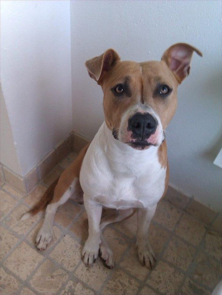 Blanding af racer aya(amstaff/ambull) - aya 1 1/2 år gammel.. billede 17