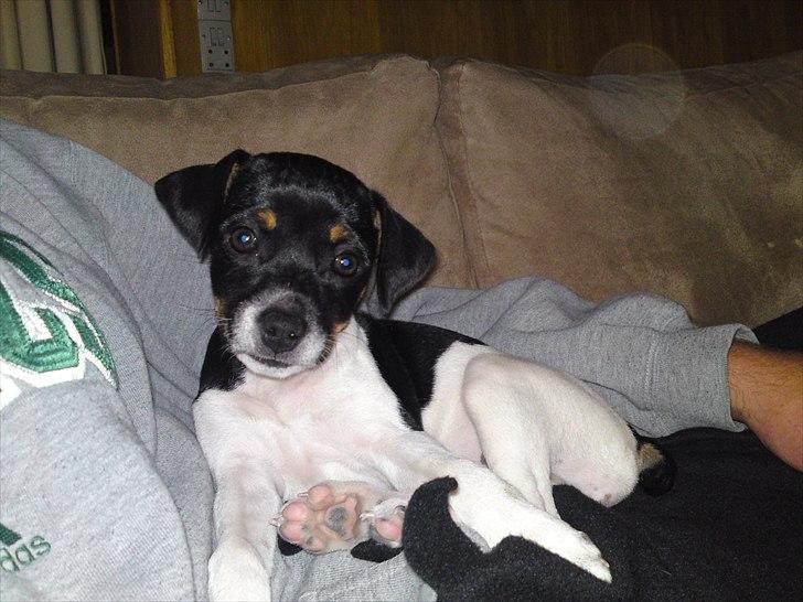 Dansk svensk gaardhund Ceres - Puttedyret billede 1