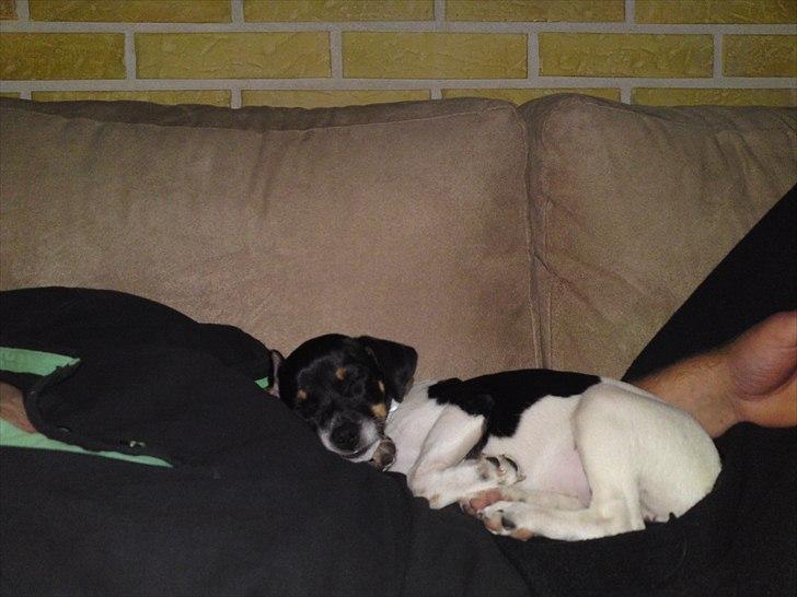 Dansk svensk gaardhund Ceres - 10 uger billede 2