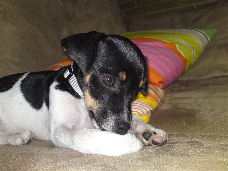 Dansk svensk gaardhund Ceres - Hygge på sofaen billede 3