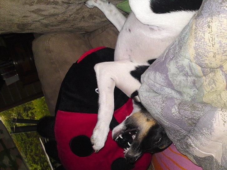 Dansk svensk gaardhund Ceres - Tæv til mariehønen billede 4