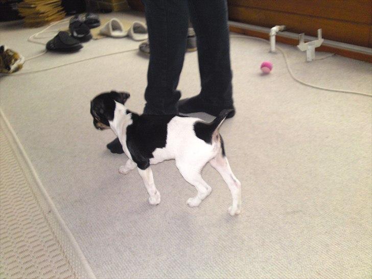 Dansk svensk gaardhund Ceres - 9 uger billede 6