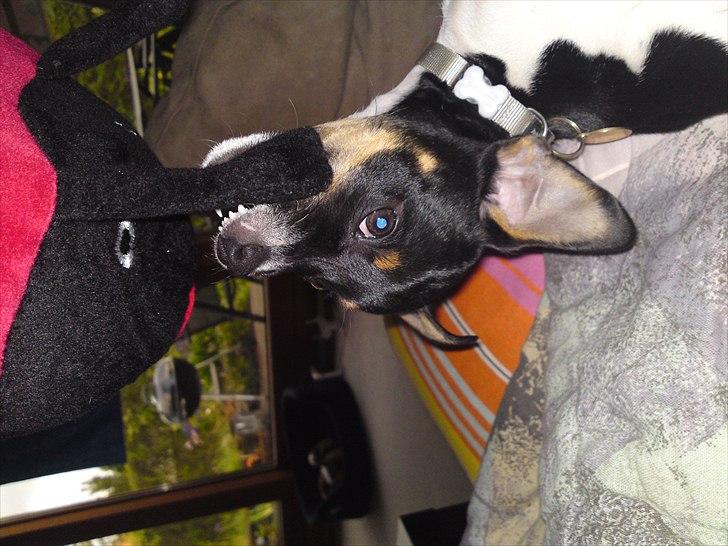 Dansk svensk gaardhund Ceres - Det er MIN mariehøne billede 7