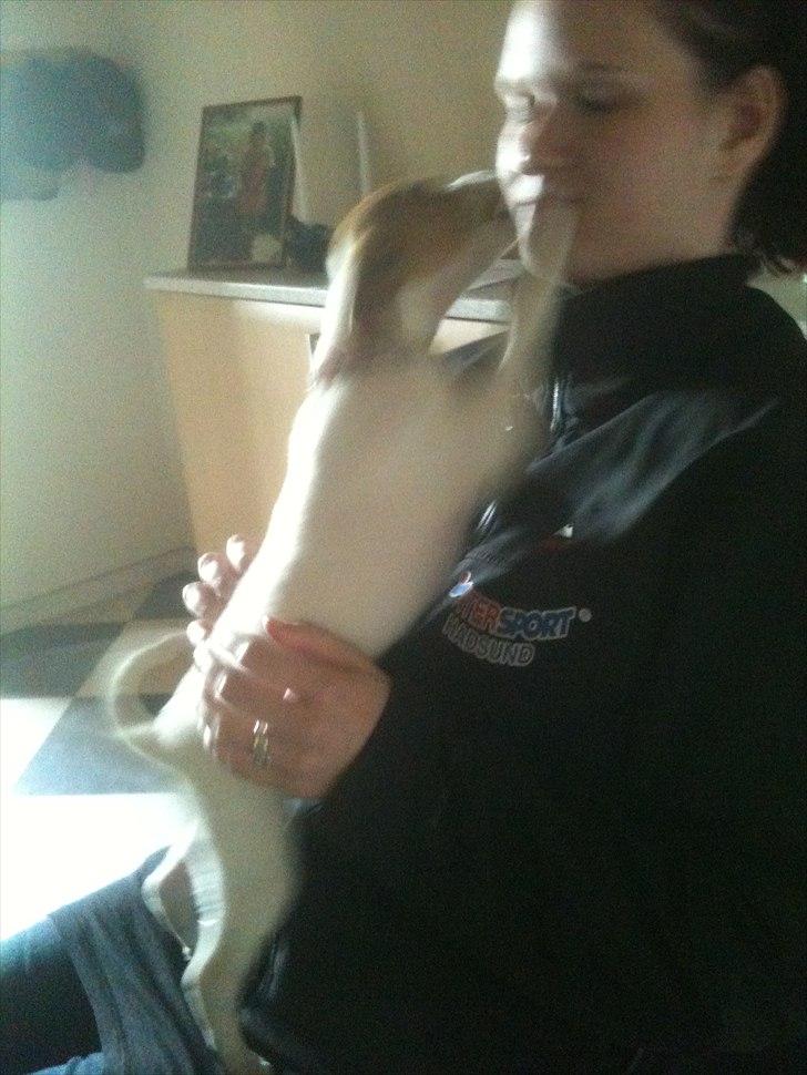 Dansk svensk gaardhund Luna billede 9