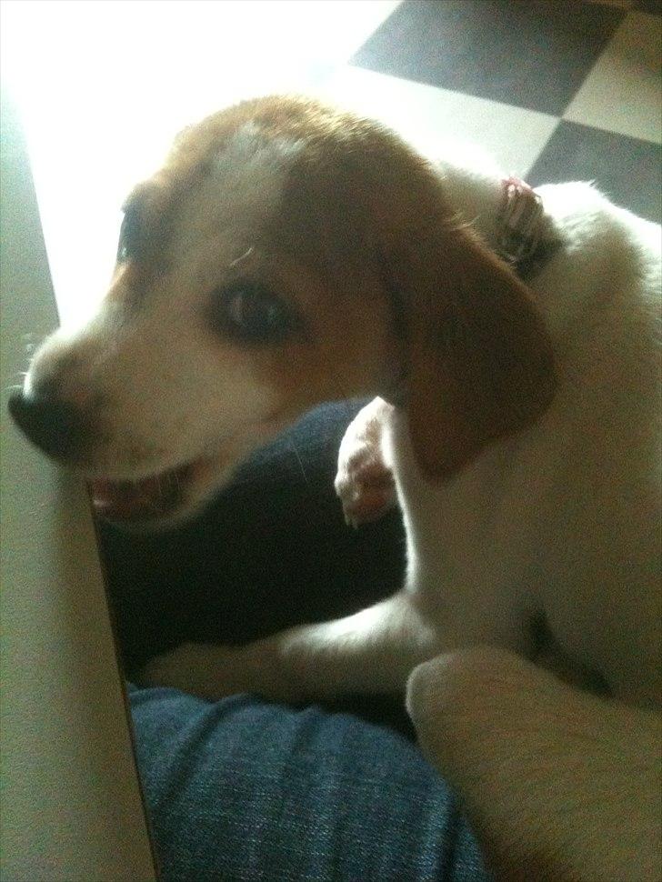 Dansk svensk gaardhund Luna billede 10