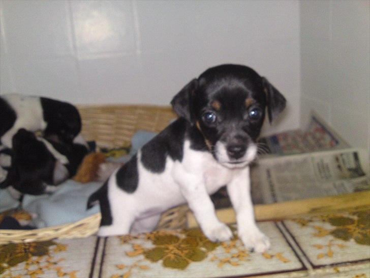 Dansk svensk gaardhund Ceres - Ca. 5 uger og klar på eventyr billede 10