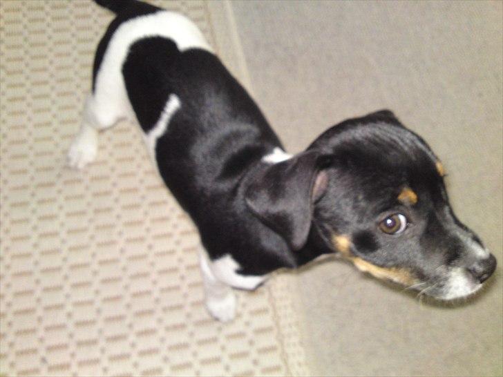 Dansk svensk gaardhund Ceres - Hva´glor du på? billede 11