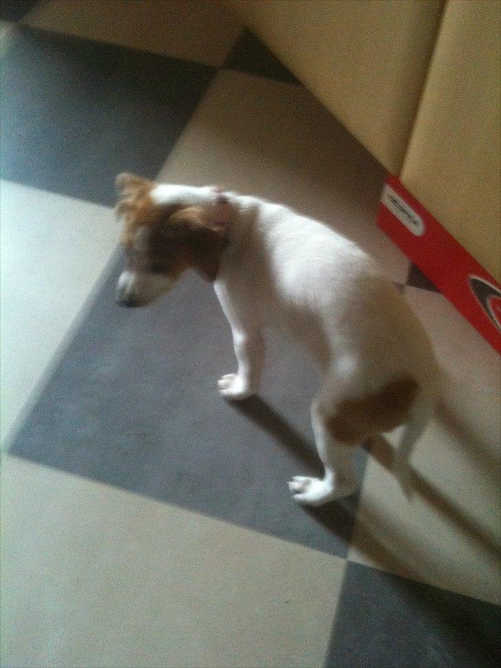 Dansk svensk gaardhund Luna billede 11