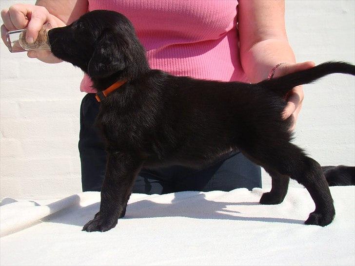 Flat coated retriever Zoey - Se, så fint jeg kan stå billede 2