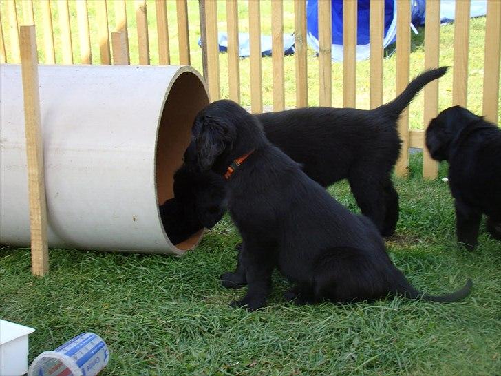 Flat coated retriever Zoey - her er jeg også, mens jeg stadig var sammen med mine søskende. Jeg er hende den nuttede med orange halsbånd billede 3