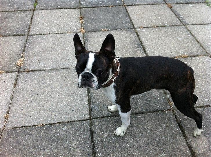 Boston terrier EQ High Voltage / Teddi - Hej....  billede 1