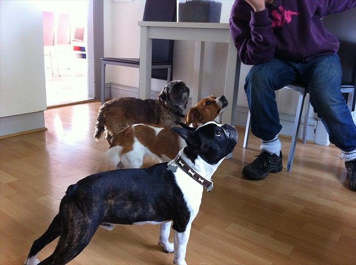 Boston terrier EQ High Voltage / Teddi - Det er bare med at stå pænt nu! billede 2