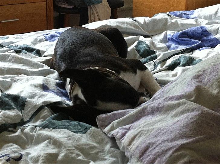 Boston terrier EQ High Voltage / Teddi - Nu skal jeg have en morfar. billede 3